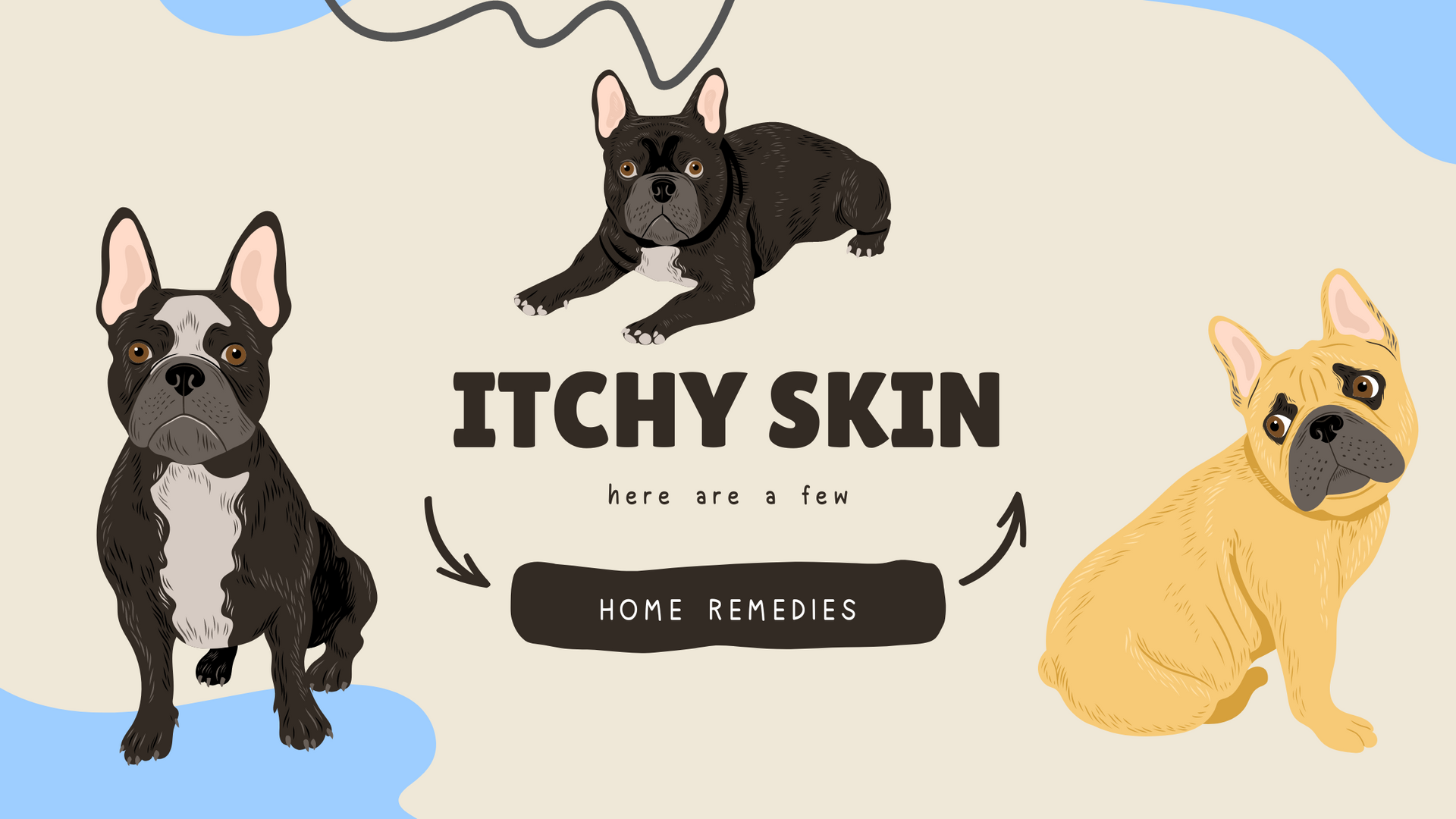 Home Remedies for Itchy Skin in Dogs Natural Hounds